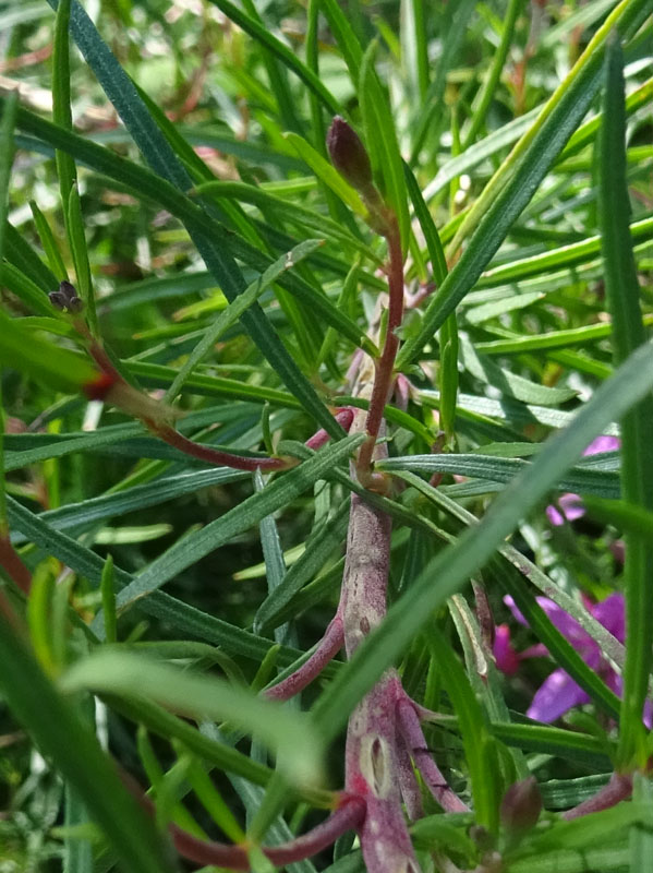 Chamaenerion dodonaei (ex Epilobium dodonaei) - Onograceae